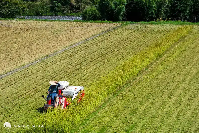 rice harvest with tractor in Japan